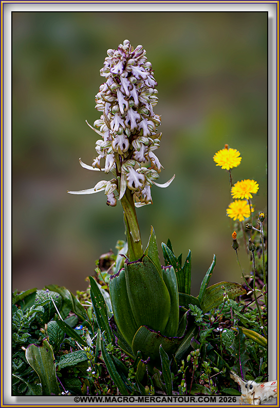 Orchis &agrave; longues bract&eacute;es